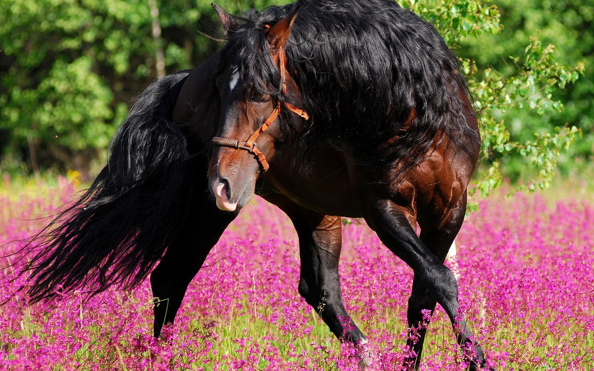 Fonds d'cran Animaux Chevaux 