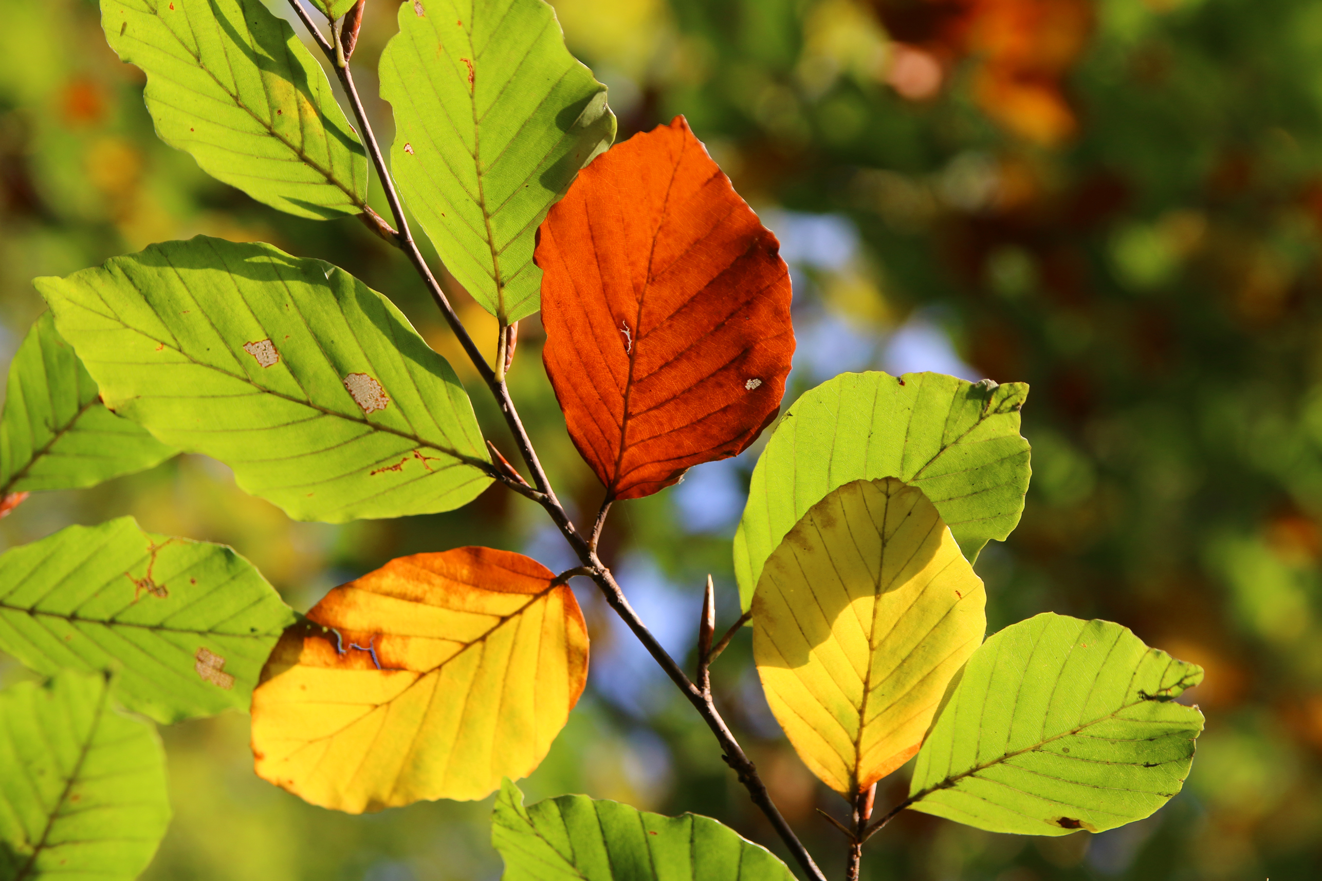 Fonds d'cran Nature Saisons - Automne Hêtre tricolore