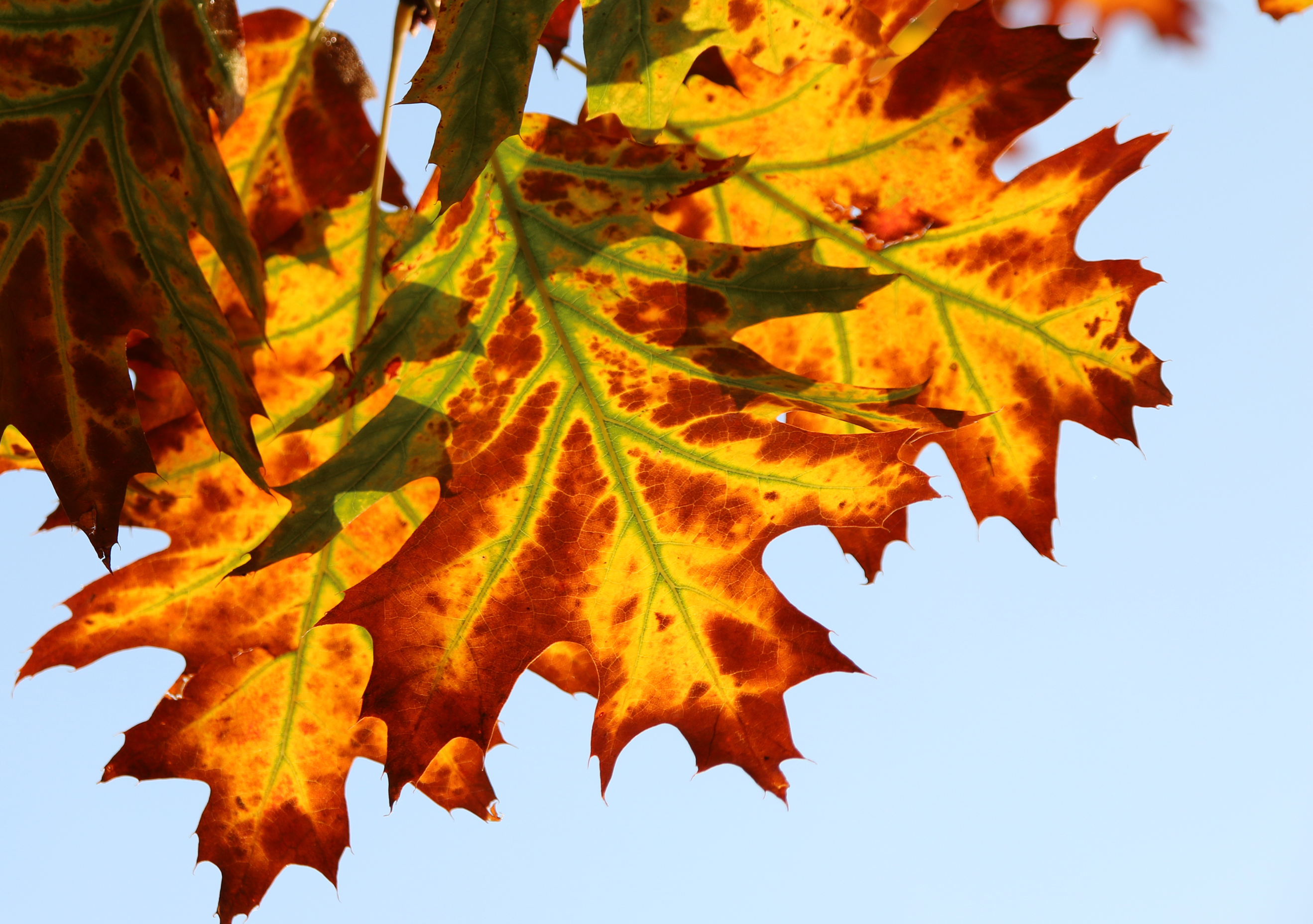 Fonds d'cran Nature Saisons - Automne Chêne éclatant