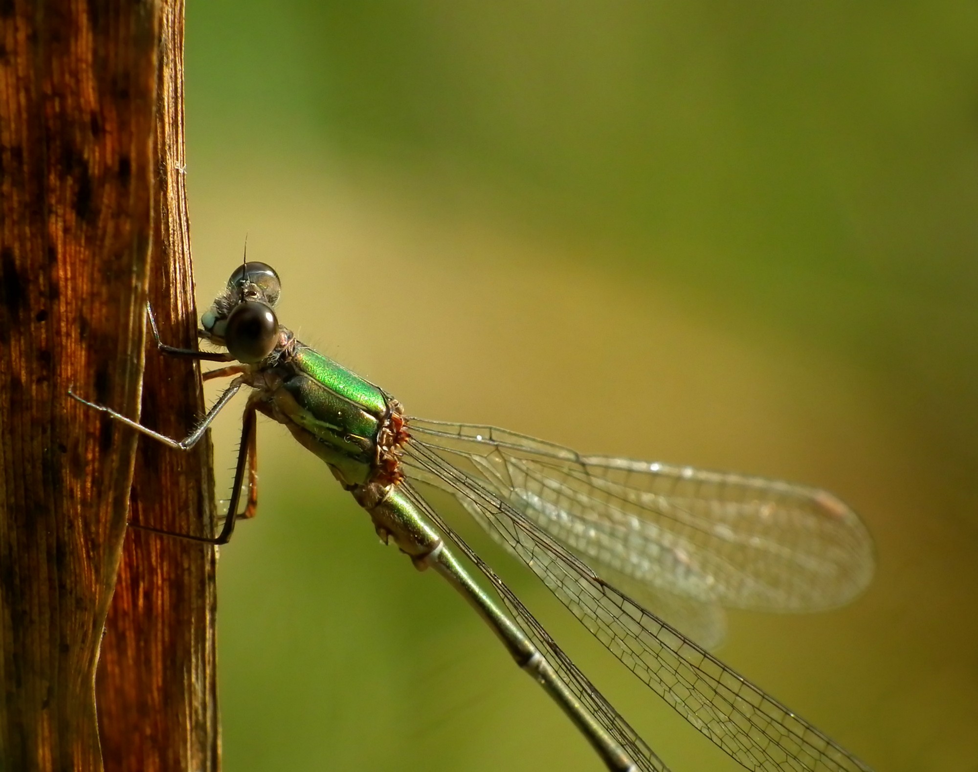 Fonds d'cran Animaux Insectes - Libellules Agrion