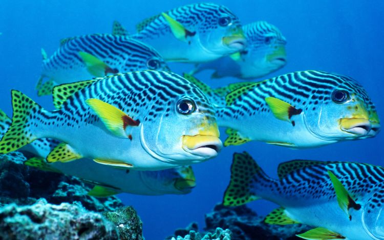 Wallpapers Animals Sealife - Fishes Wallpaper N360966