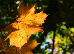  Nature Jeux de lumières