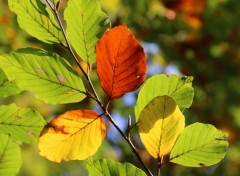  Nature Htre tricolore