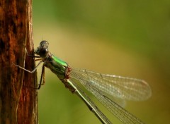  Animaux Agrion