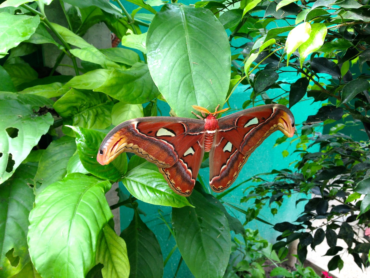 Fonds d'cran Animaux Insectes - Papillons Attacus atlas (plus gros papillon du monde)