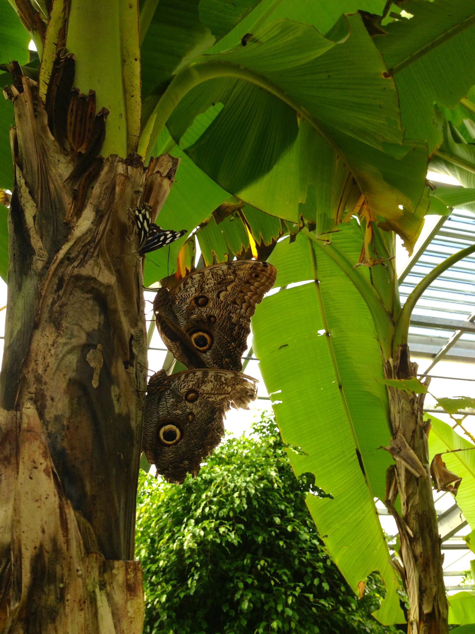 Fonds d'cran Animaux Insectes - Papillons Chenille