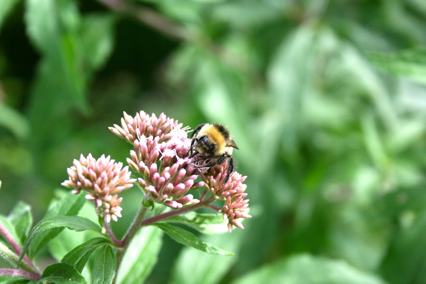 Wallpapers Animals Insects - Bees, Wasps Les insectes sont magnifiques