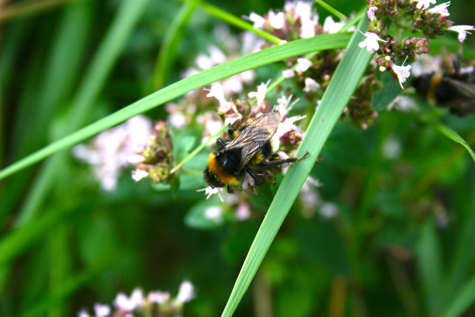 Fonds d'cran Animaux Insectes - Abeilles Guêpes ... Les insectes sont magnifiques