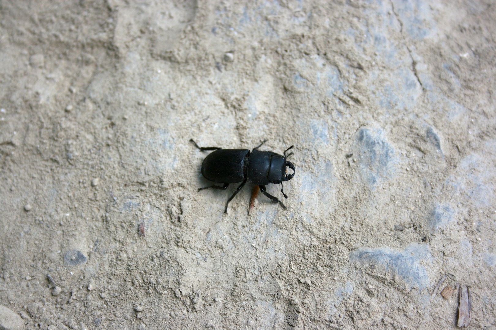 Fonds d'cran Animaux Insectes - Scarabes Les insectes sont magnifiques