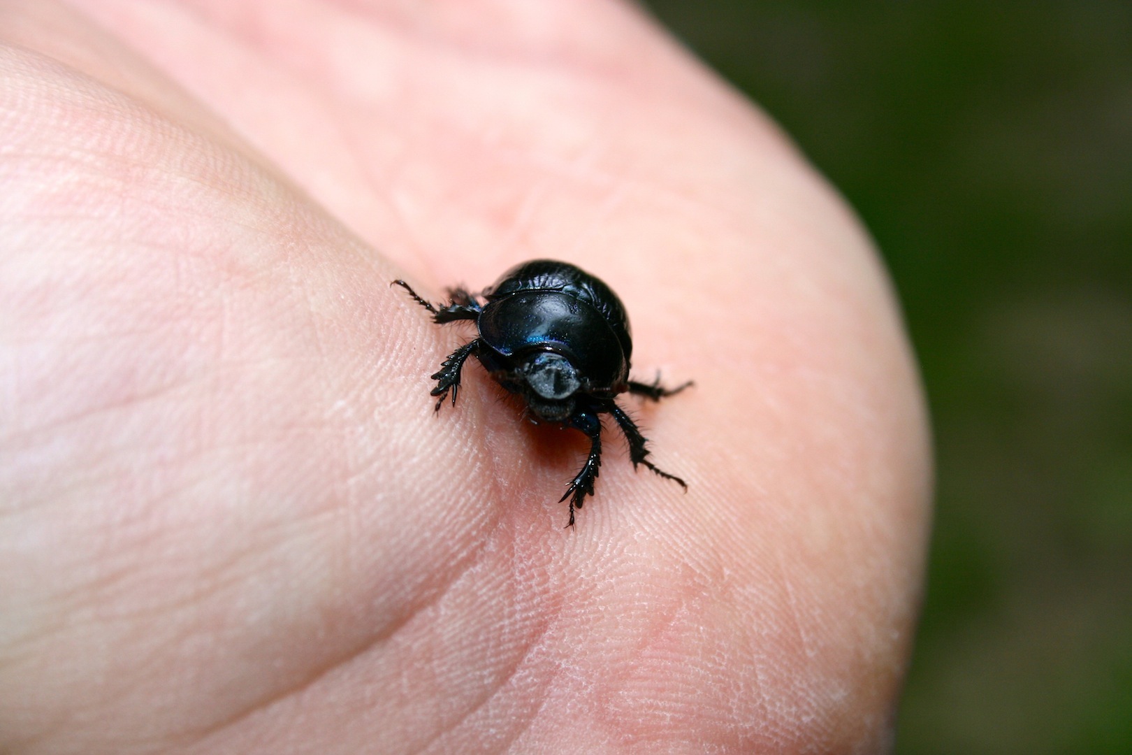 Fonds d'cran Animaux Insectes - Scarabes Les insectes sont magnifiques