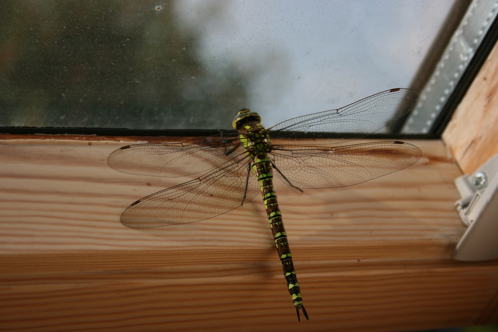 Fonds d'cran Animaux Insectes - Libellules Les insectes sont magnifiques