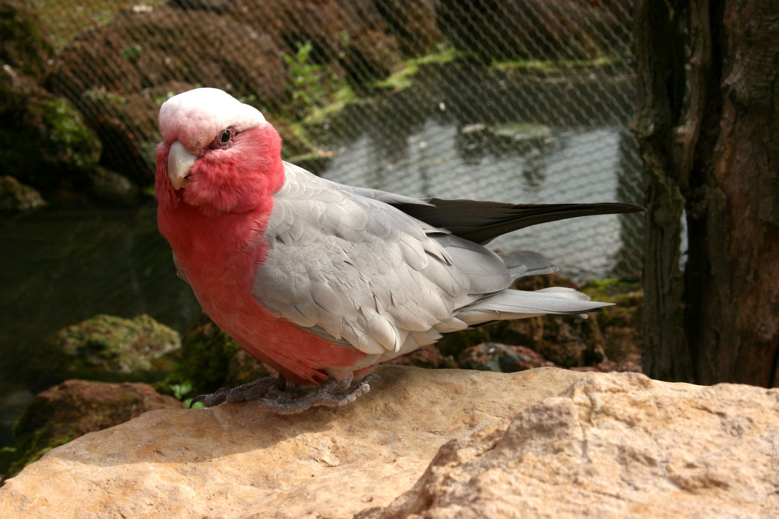 Fonds d'cran Animaux Oiseaux - Perroquets Perroquet