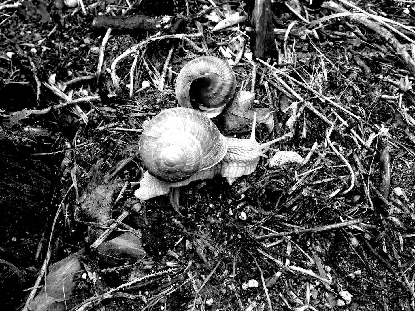 Fonds d'cran Animaux Escargots - Limaces Escargot