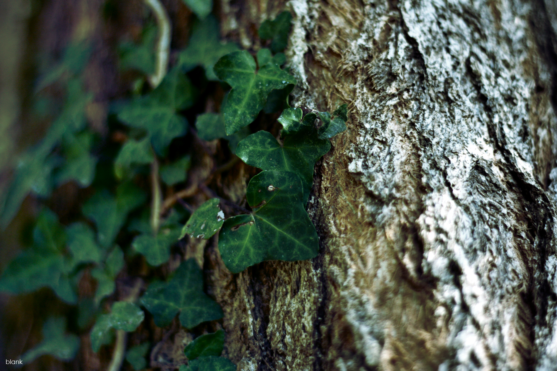 Fonds d'cran Nature Feuilles - Feuillages 