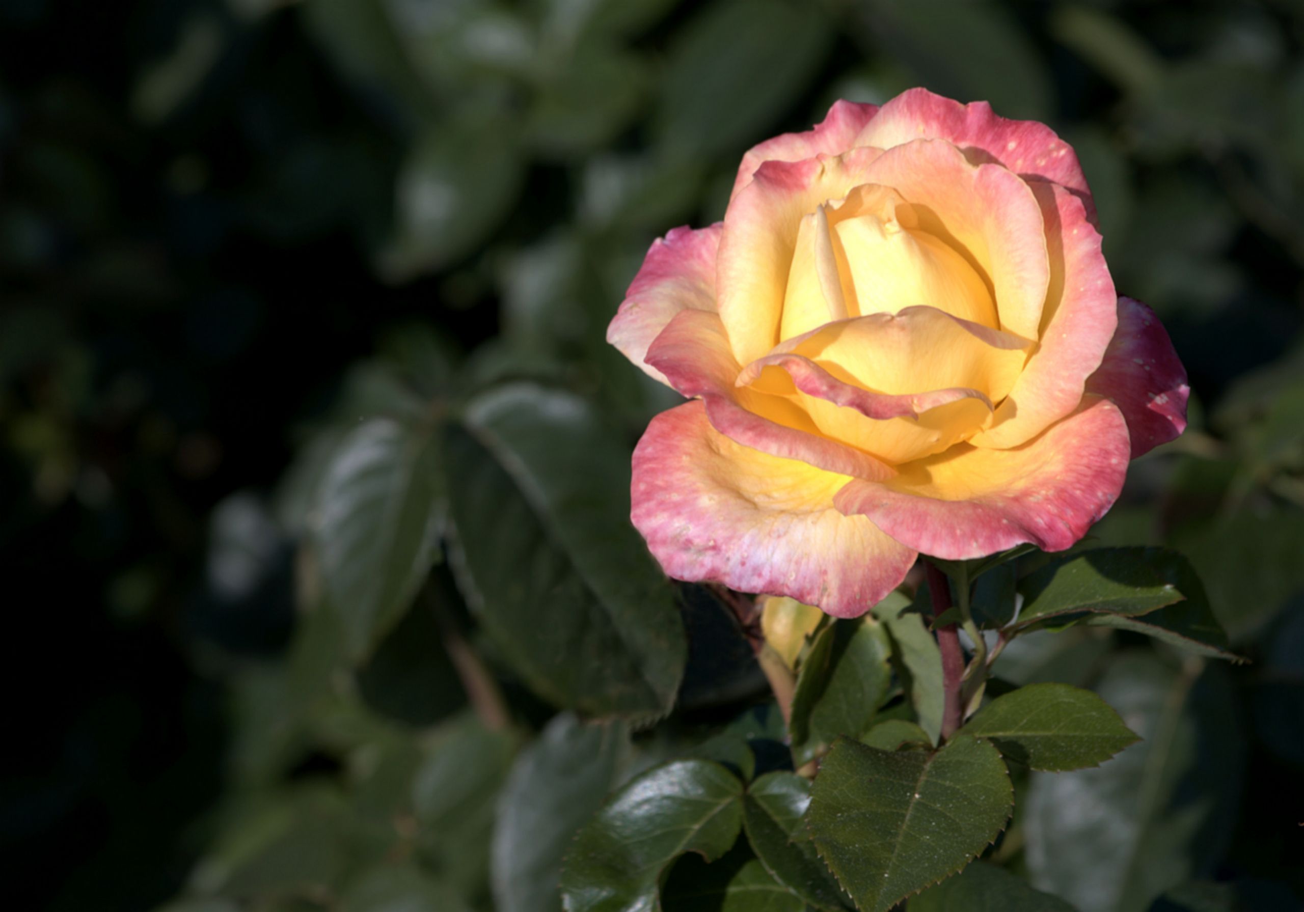 Fonds d'cran Nature Fleurs PARCS ET JARDINS