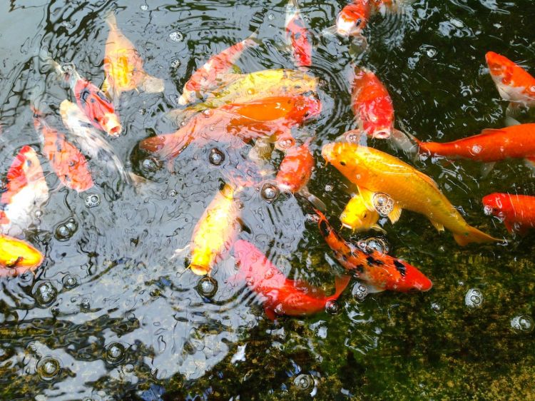 Wallpapers Animals Fishes - In the river Les carpes en folies