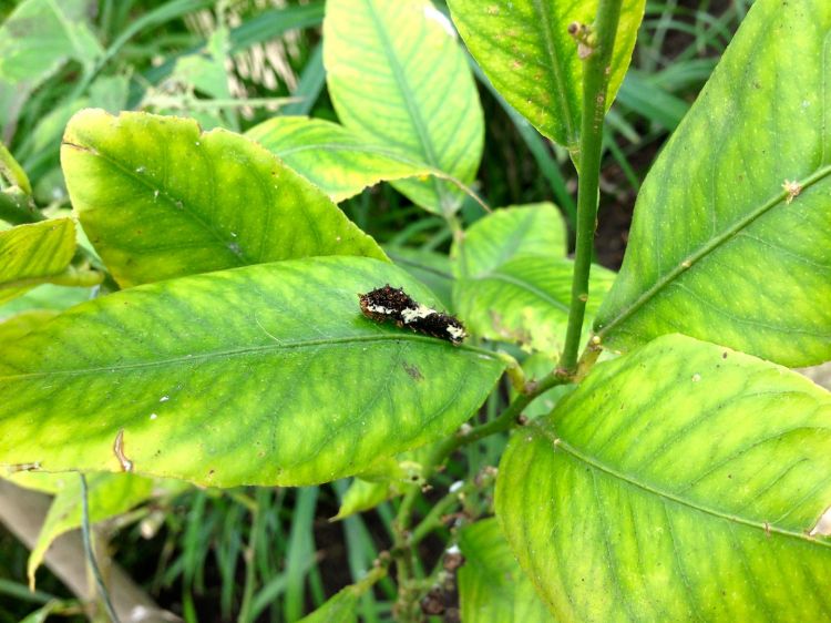 Wallpapers Animals Insects - Caterpillars Chenille