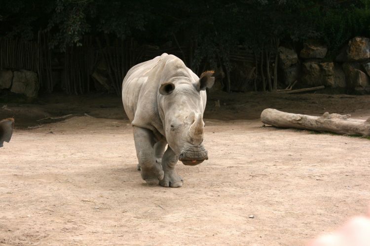 Wallpapers Animals Rhinoceros Rhinocéros