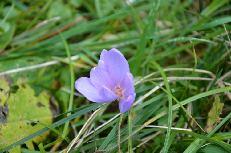 Fonds d'cran Nature Fleurs Rivire, drnire trace d'automne, des couleurs pleines d'motion.