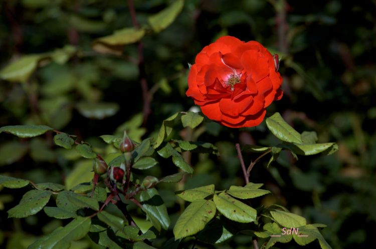 Fonds d'cran Nature Fleurs PARCS ET JARDINS