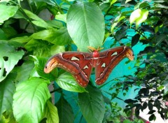  Animaux Attacus atlas (plus gros papillon du monde)