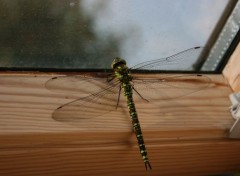  Animaux Les insectes sont magnifiques