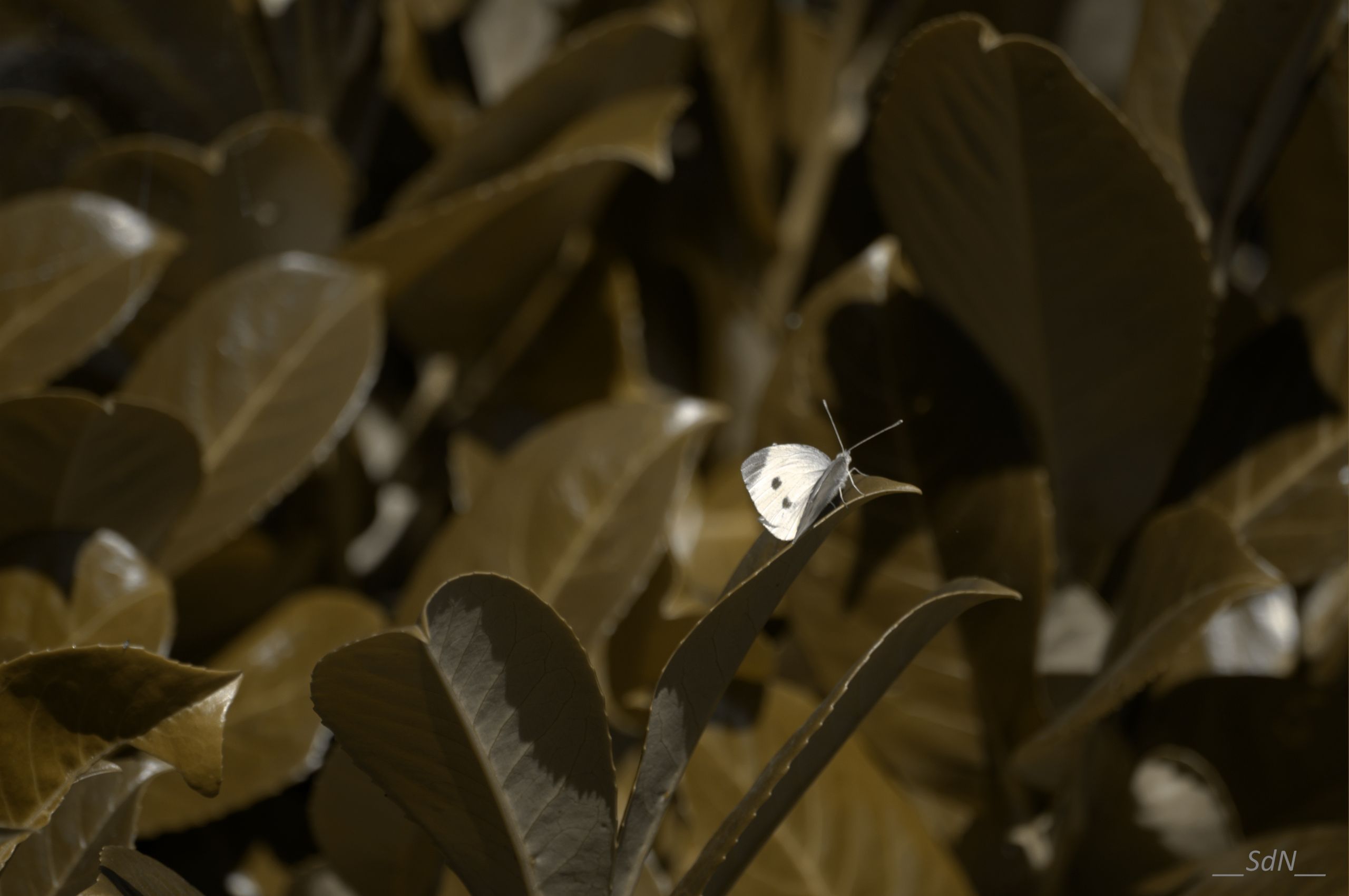 Fonds d'cran Animaux Insectes - Papillons LA  CLAYETTE