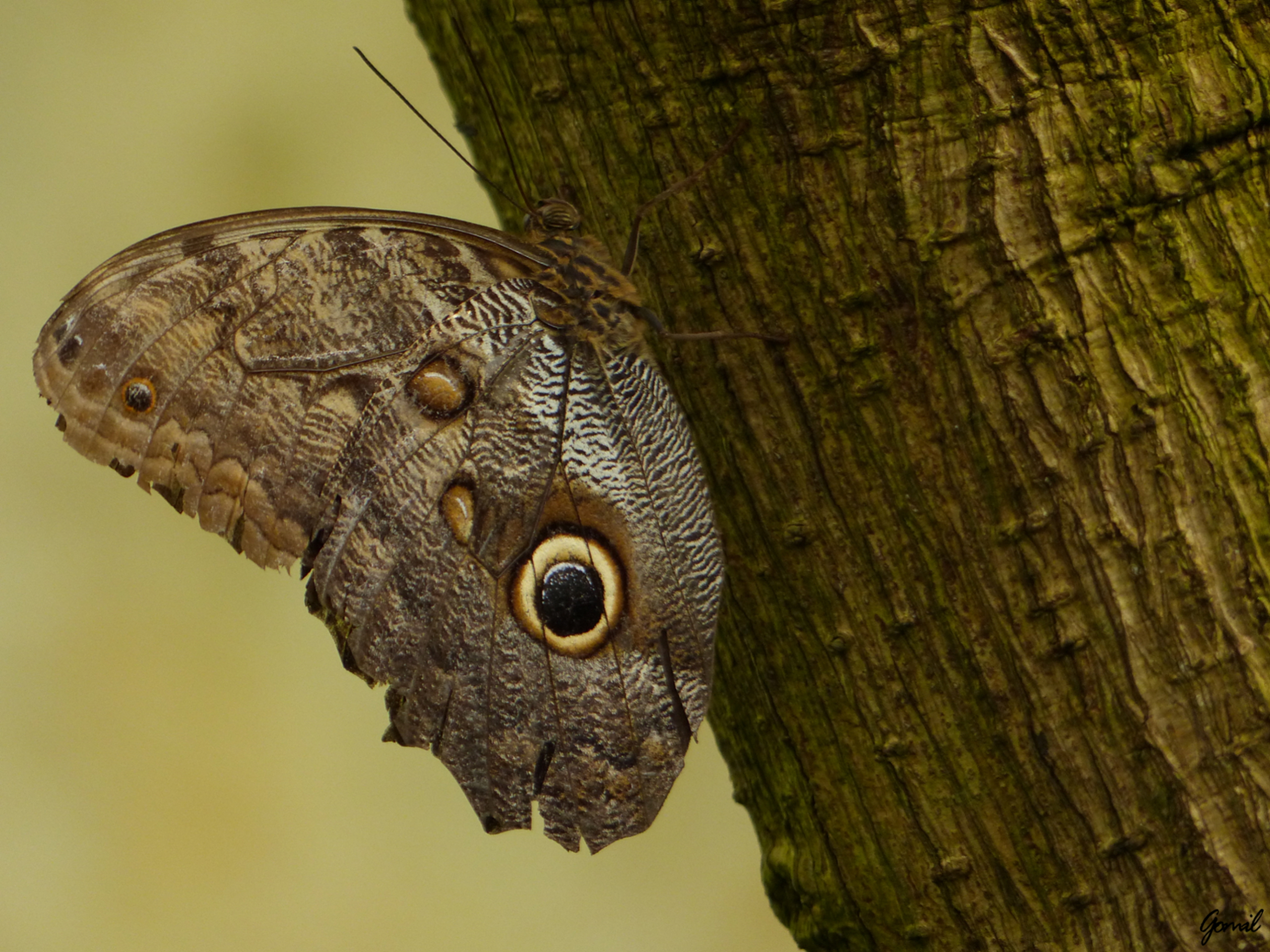 Fonds d'cran Animaux Insectes - Papillons Papillon