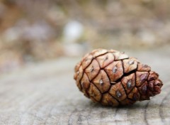  Nature Pomme de pin