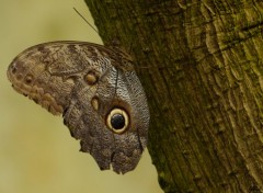  Animaux Papillon