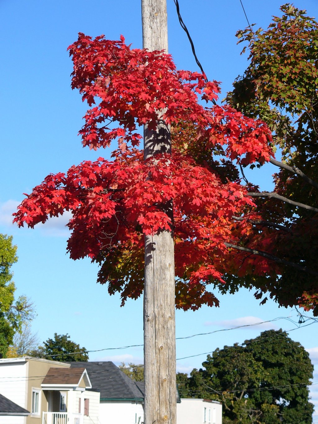 Wallpapers Nature Seasons - Fall Transfusion