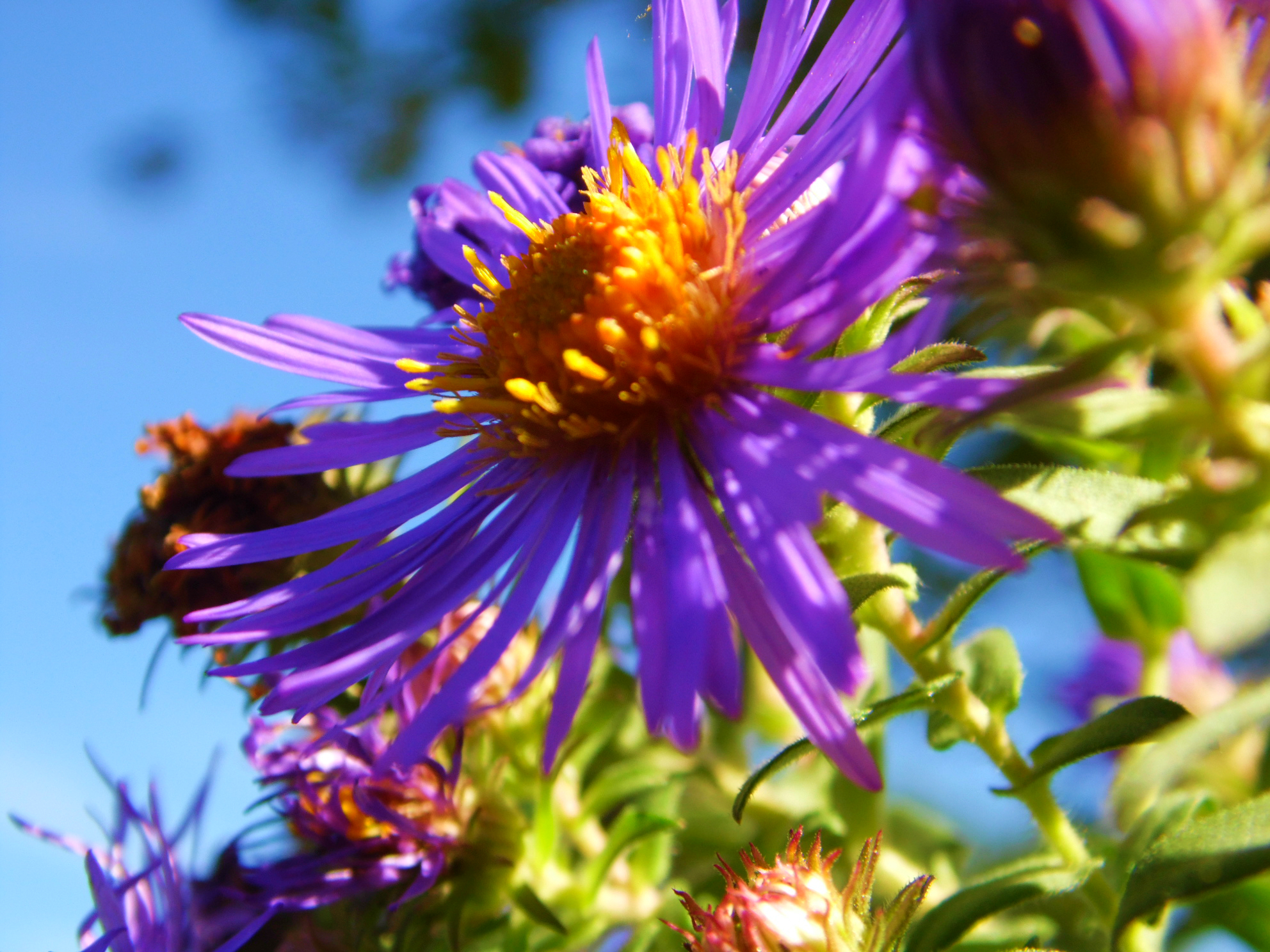 Fonds d'cran Nature Fleurs 