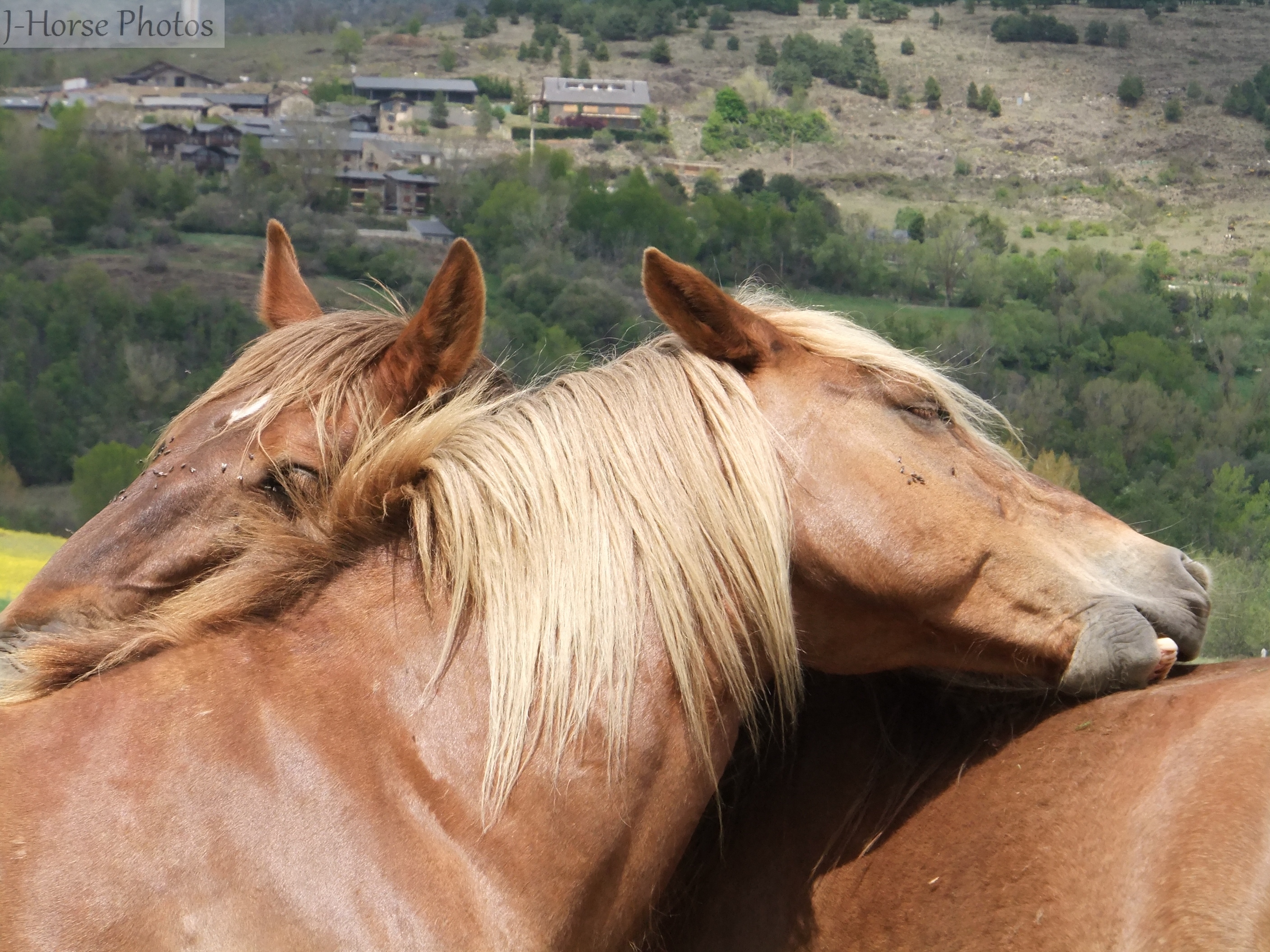 Fonds d'cran Animaux Chevaux 