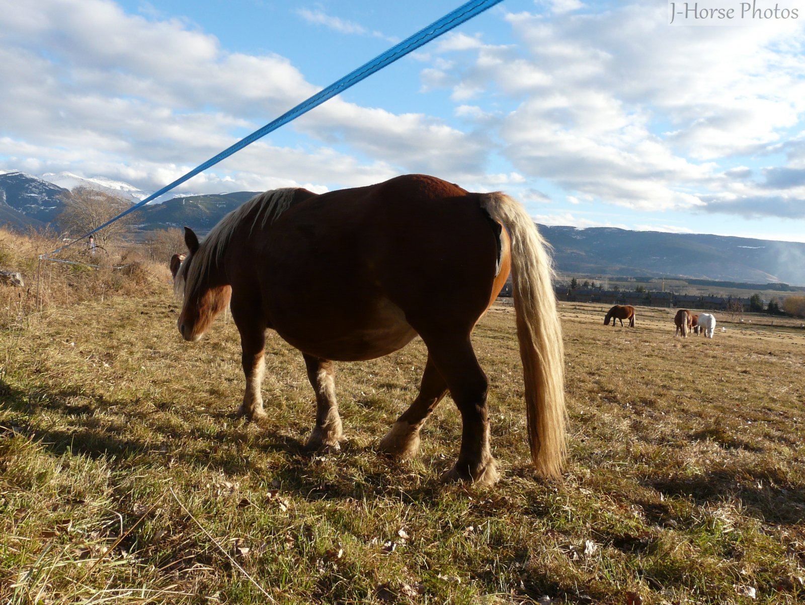 Fonds d'cran Animaux Chevaux 