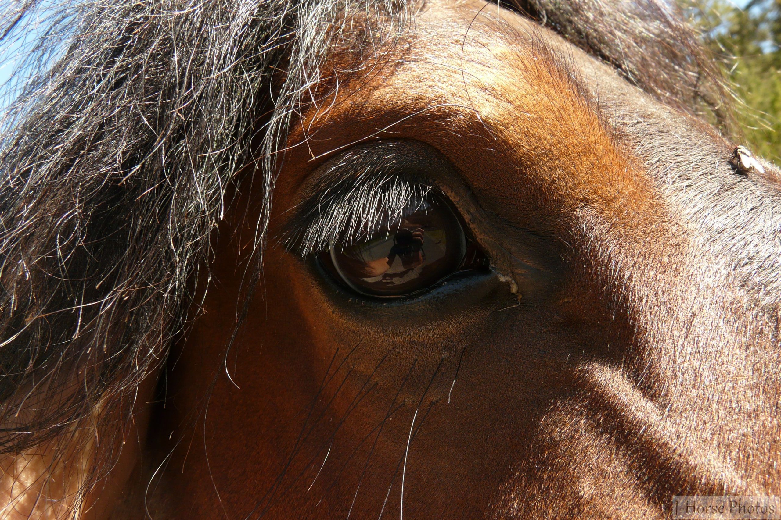 Fonds d'cran Animaux Chevaux 