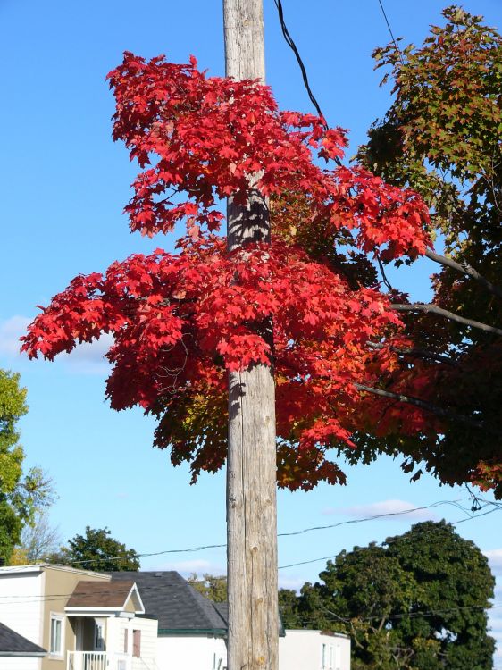 Fonds d'cran Nature Saisons - Automne Transfusion