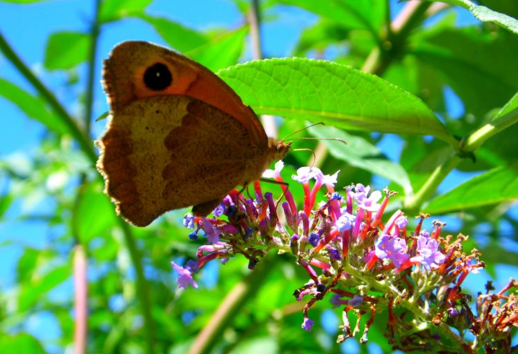 Fonds d'cran Animaux Insectes - Papillons Papillon Myrtil