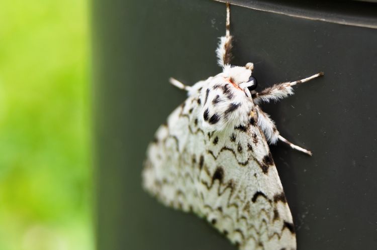 Fonds d'cran Animaux Insectes - Papillons Butterfly