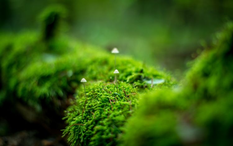 Wallpapers Nature Moss - Lichens Little fungus