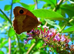  Animaux Papillon Myrtil