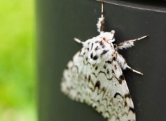  Animals Butterfly