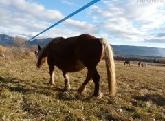  Animaux Image sans titre N361391