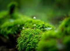  Nature Little fungus