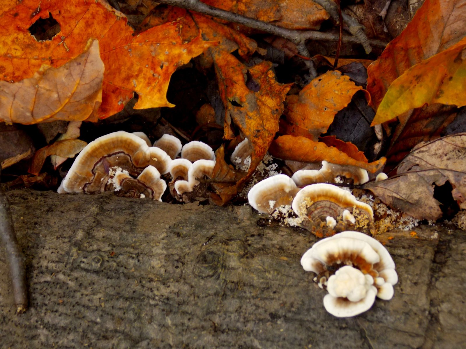 Wallpapers Nature Mushrooms 