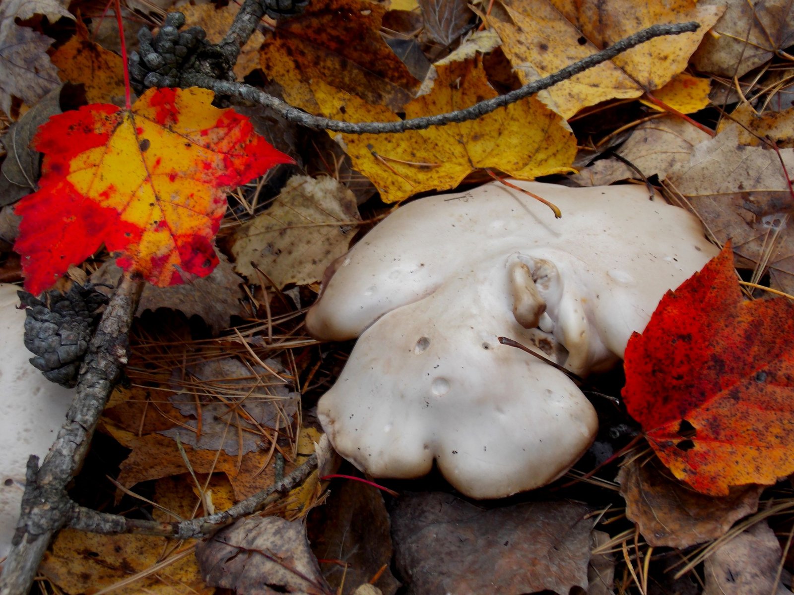 Fonds d'cran Nature Champignons 