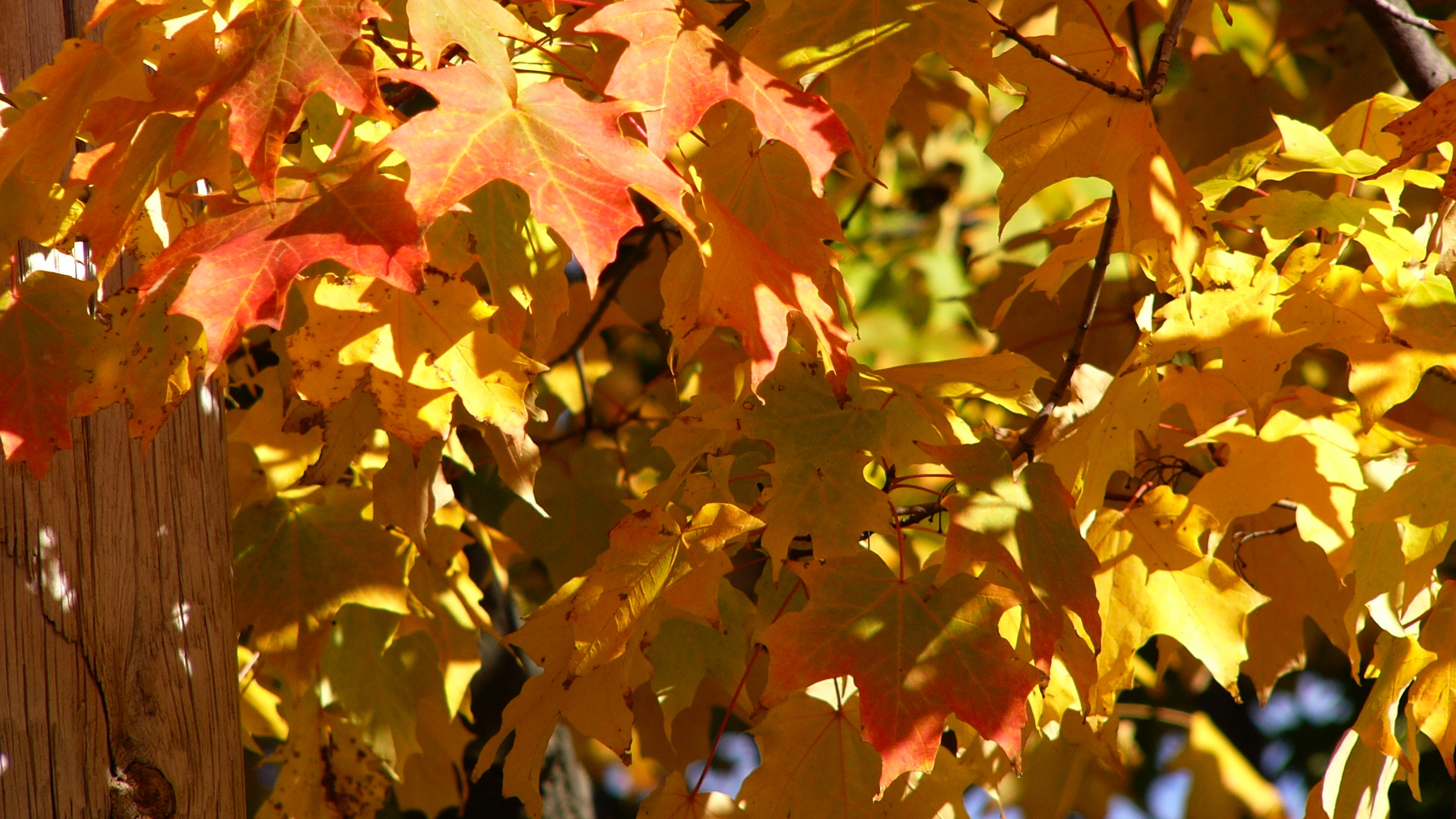 Fonds d'cran Nature Saisons - Automne Feuilles d'automne05