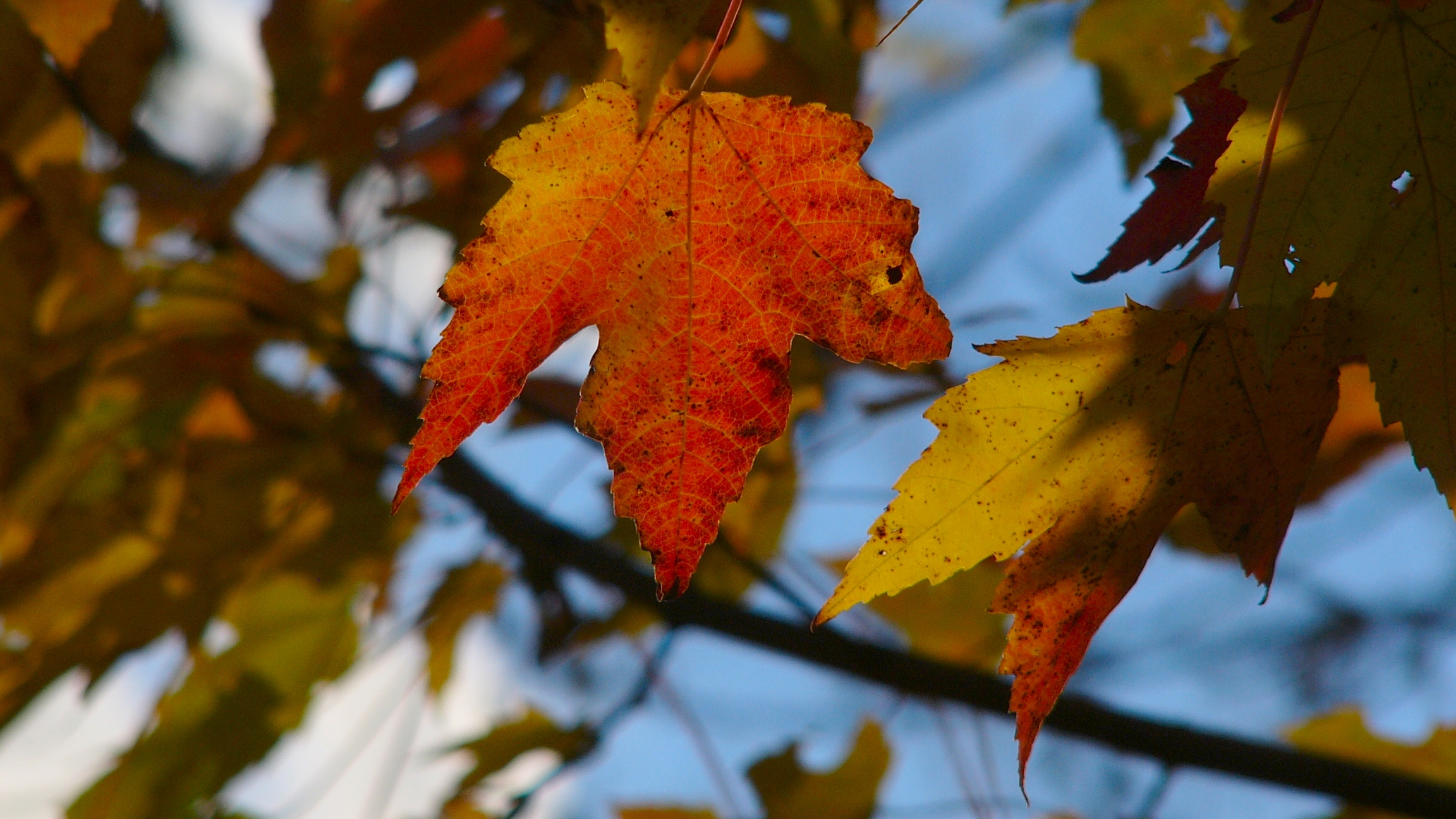 Fonds d'cran Nature Saisons - Automne Feuilles d'automne02