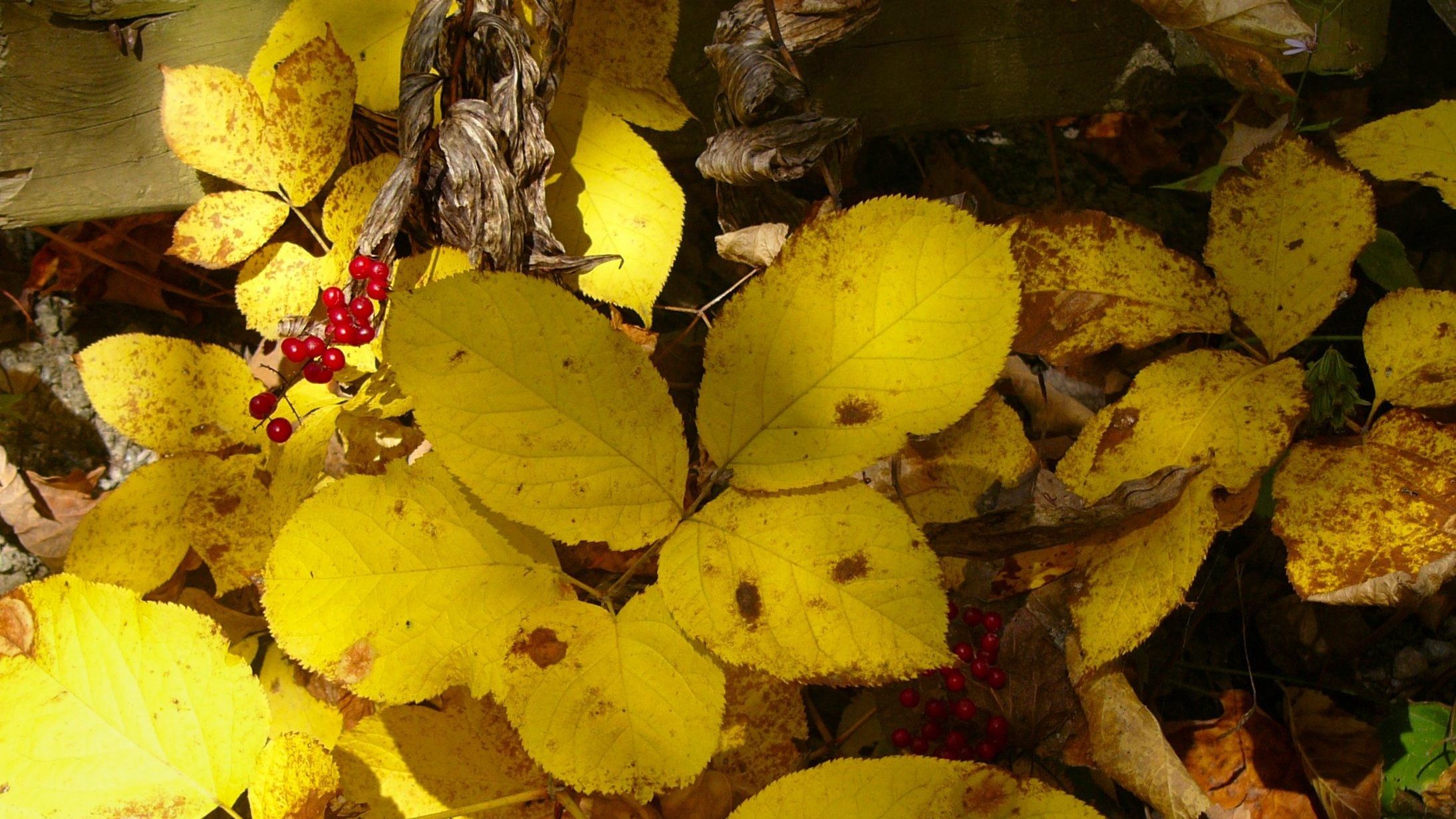 Fonds d'cran Nature Saisons - Automne Fruitage sauvage01