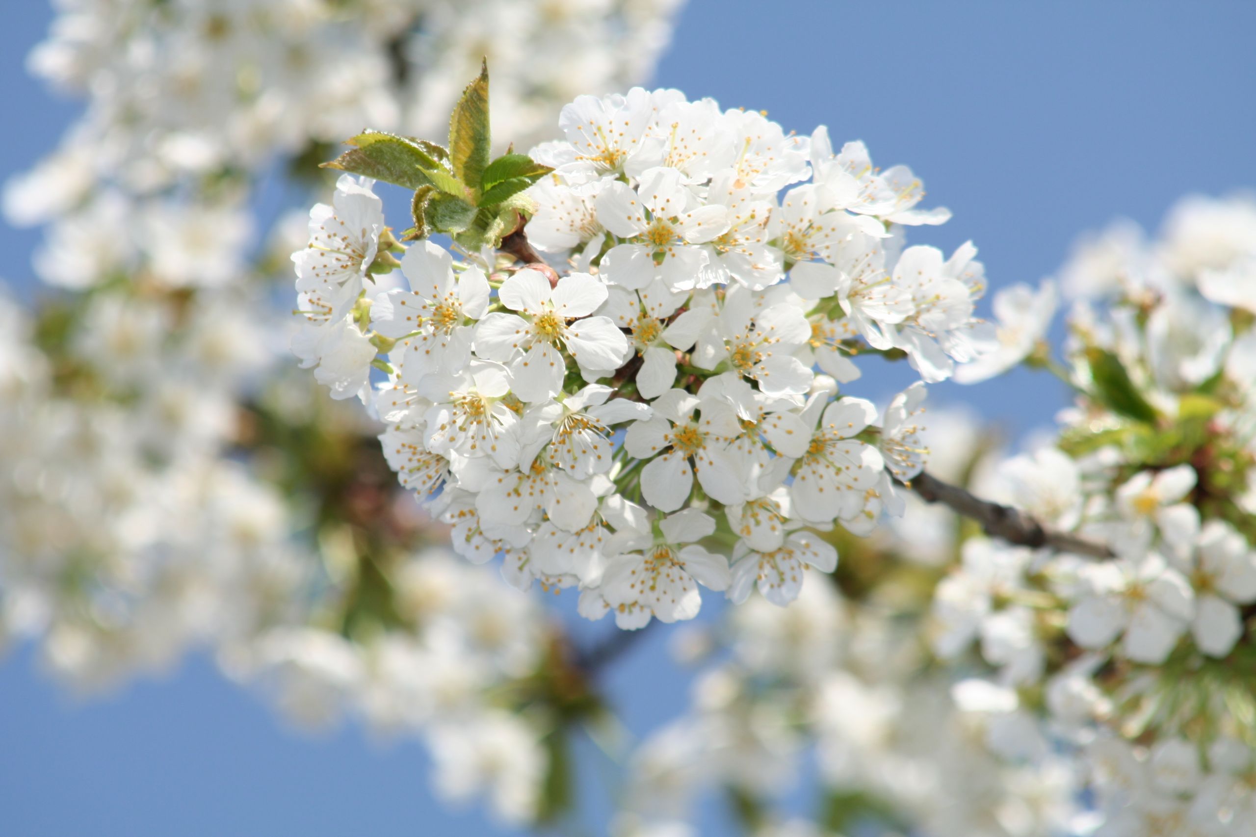 Fonds d'cran Nature Fleurs Cerisier en fleur