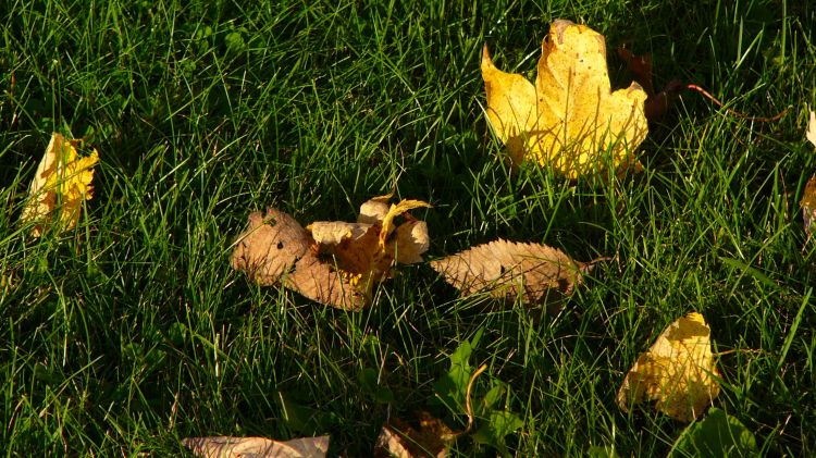 Fonds d'cran Nature Saisons - Automne Feuilles d'automne03